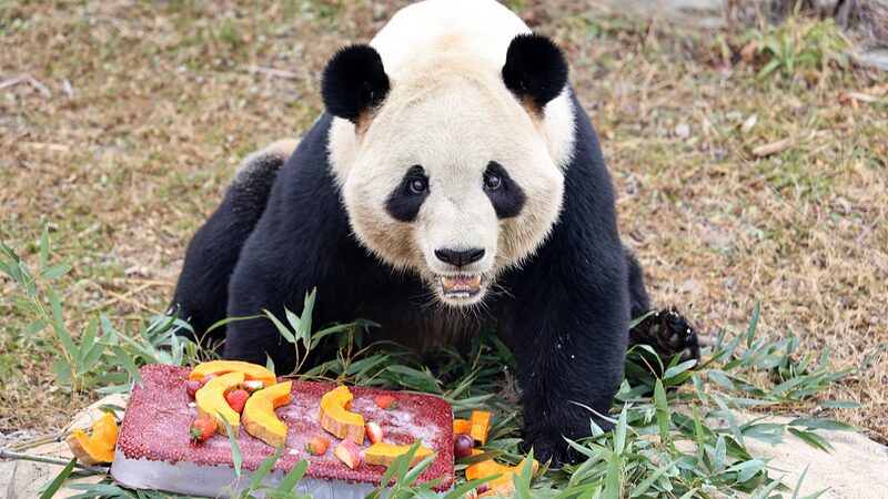 Animales_del_Safari_disfrutan_de_golosinas_especiales_para_el_Festival_de_Laba__