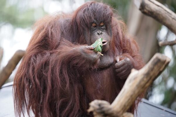 _Animales_del_Zoolo_gico_de_Yunnan_Celebran_el_Festival_de_Duanwu_con_Deliciosos_Zongzi_Especiales_