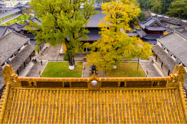 Antiguos árboles de ginkgo en Zhejiang deslumbran en gloria dorada 🌟 Antiguos_a_rboles_de_ginkgo_en_Zhejiang_deslumbran_en_gloria_dorada__