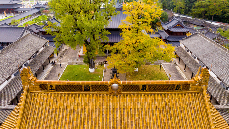 Antiguos_a_rboles_de_ginkgo_en_Zhejiang_deslumbran_en_gloria_dorada__