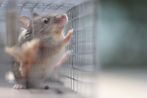 Asombroso Descubrimiento: Cómo el Trauma Cambia los Cerebros de los Ratones 🐭🧠 Asombroso_Descubrimiento__Co_mo_el_Trauma_Cambia_los_Cerebros_de_los_Ratones___