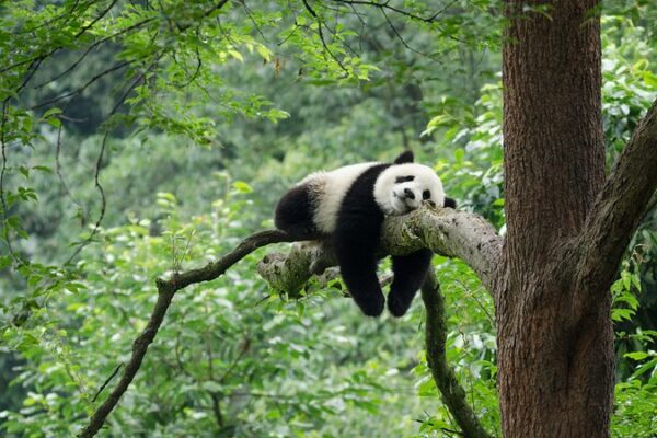🐼 ¡Atención, amantes de los pandas! Beijing abrirá una base de conservación en 2025 ___Atencio_n__amantes_de_los_pandas__Beijing_abrira__una_base_de_conservacio_n_en_2025