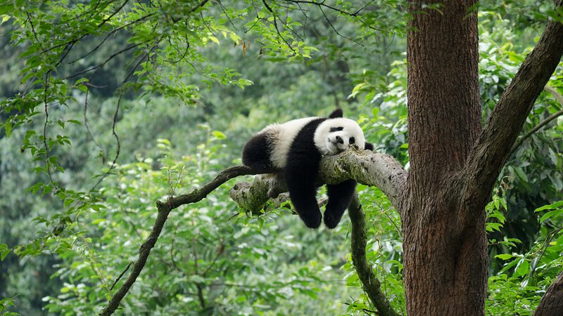 ___Atencio_n__amantes_de_los_pandas__Beijing_abrira__una_base_de_conservacio_n_en_2025