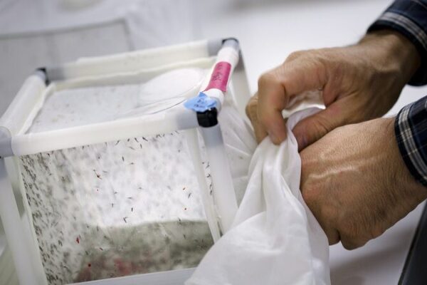 Australia lanza mosquitos biotecnológicos para combatir enfermedades mortales 🦟✨ Australia_lanza_mosquitos_biotecnolo_gicos_para_combatir_enfermedades_mortales___