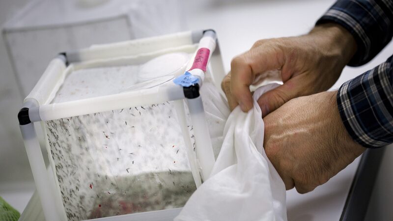 Australia_lanza_mosquitos_biotecnolo_gicos_para_combatir_enfermedades_mortales___