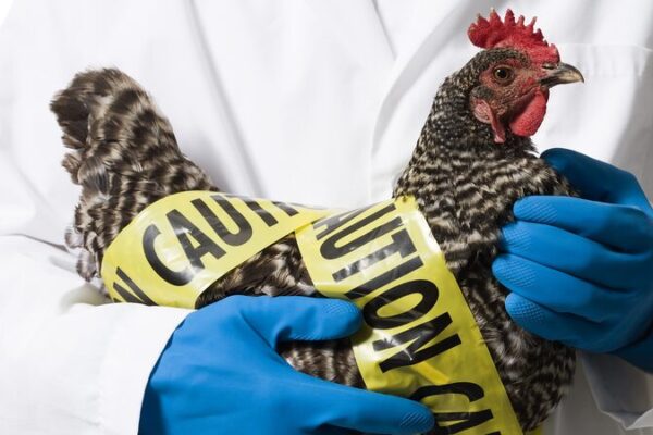 Australia_se_prepara_para_vacunar_a_la_fauna_en_peligro_contra_la_mortal_gripe_aviar___
