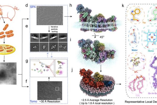 Avance: ¡Las imágenes más claras de proteínas mitocondriales reveladas! 🎉 Avance___Las_ima_genes_ma_s_claras_de_protei_nas_mitocondriales_reveladas___