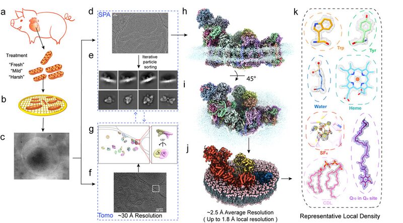 Avance___Las_ima_genes_ma_s_claras_de_protei_nas_mitocondriales_reveladas___
