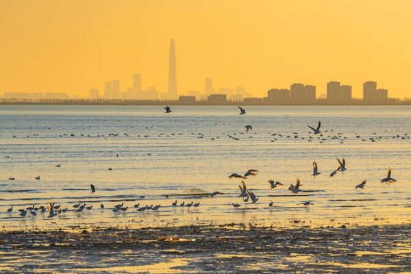 Aves_Migratorias_Acuden_a_los_Vibrantes_Humedales_Costeros_de_Tianjin