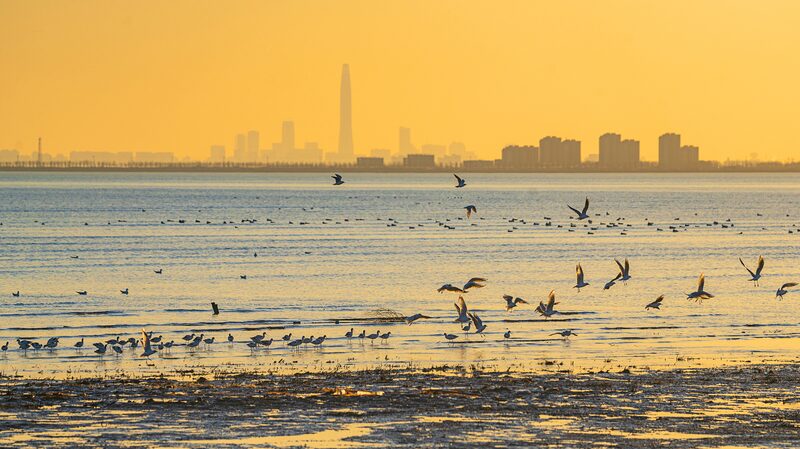 Aves_Migratorias_Acuden_a_los_Vibrantes_Humedales_Costeros_de_Tianjin