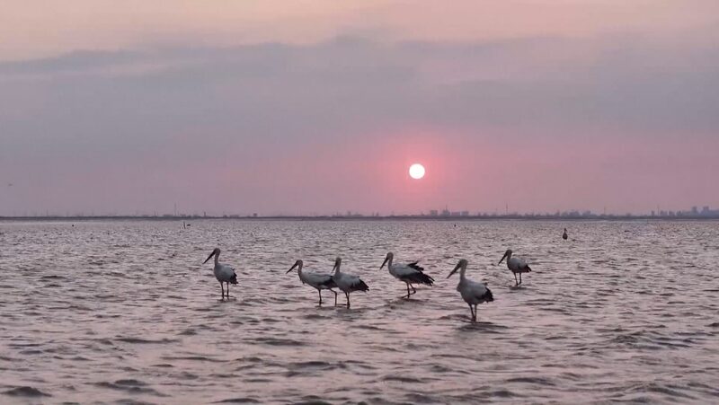 Aves_Migratorias_Raras_Llegan_a_los_Animados_Humedales_de_China___ video poster