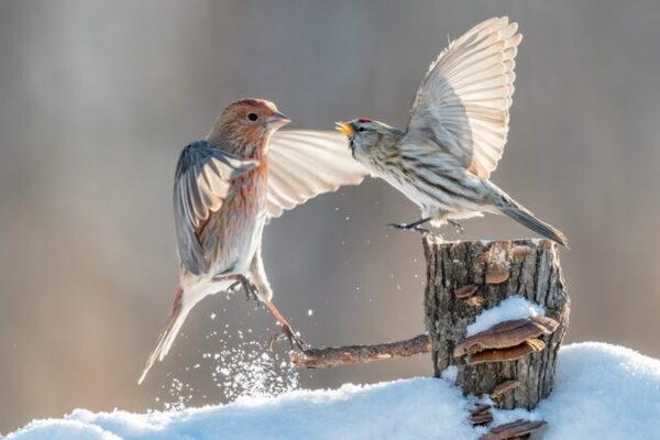 Aves del bosque juegan en la nieve y llenan de vida el invierno en China Aves_del_bosque_juegan_en_la_nieve_y_llenan_de_vida_el_invierno_en_China