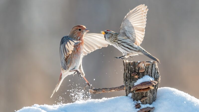 Aves_del_bosque_juegan_en_la_nieve_y_llenan_de_vida_el_invierno_en_China