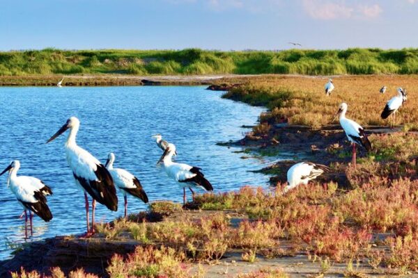 __Aves_en_Accio_n__Li_Dongming_Captura_Especies_Raras_en_los_Humedales_de_Jiangsu