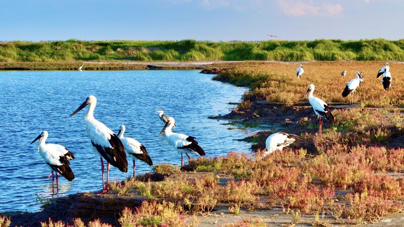 __Aves_en_Accio_n__Li_Dongming_Captura_Especies_Raras_en_los_Humedales_de_Jiangsu