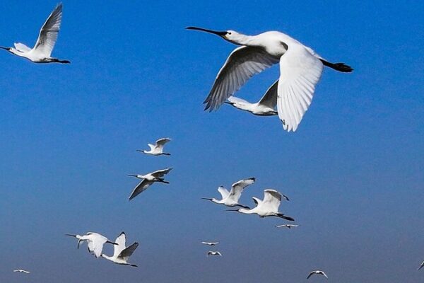 Aves_en_peligro_de_extincio_n_llegan_al_este_de_China_para_el_invierno____