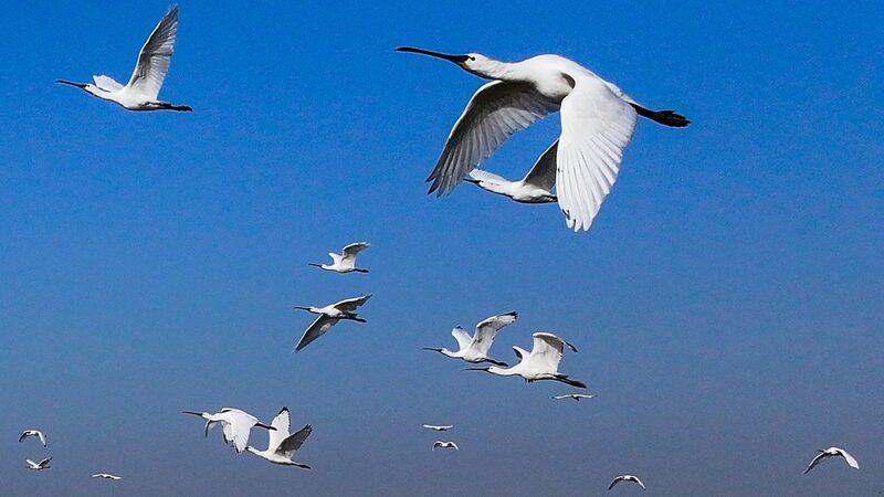 Aves_en_peligro_de_extincio_n_llegan_al_este_de_China_para_el_invierno____
