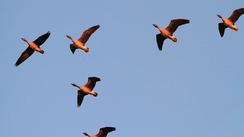 Aves_migratorias_crean_escenas_deslumbrantes_en_los_humedales_de_Hebei___ video poster