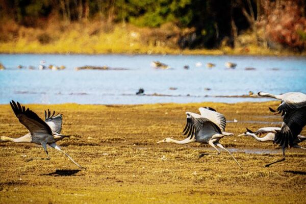 Aves_migratorias_encuentran_refugio_invernal_en_los_impresionantes_humedales_de_Yunnan___
