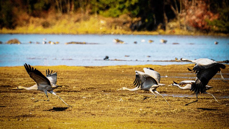 Aves_migratorias_encuentran_refugio_invernal_en_los_impresionantes_humedales_de_Yunnan___