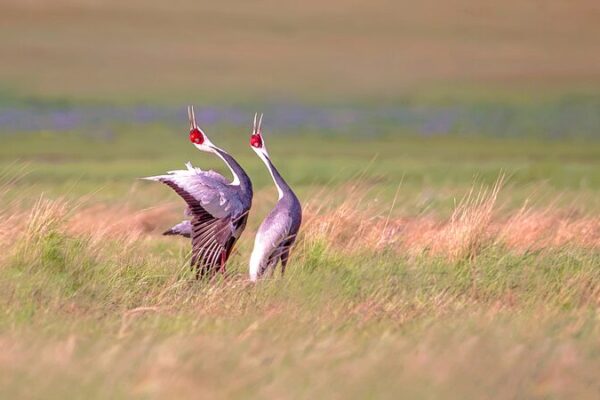Aves migratorias hacen un gran espectáculo en el embalse de Miyun al norte de Pekín 🦆🌊 Aves_migratorias_hacen_un_gran_especta_culo_en_el_embalse_de_Miyun_al_norte_de_Peki_n___ video poster