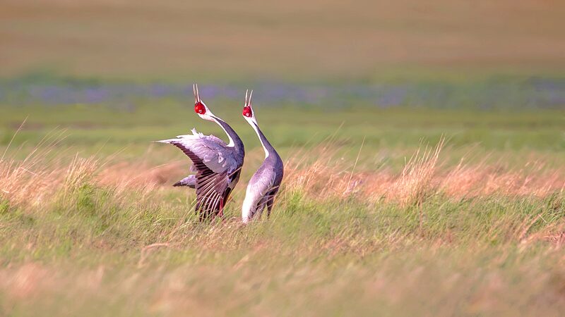 Aves_migratorias_hacen_un_gran_especta_culo_en_el_embalse_de_Miyun_al_norte_de_Peki_n___ video poster
