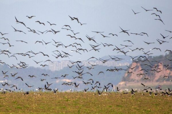 ¡Aves migratorias invaden el Lago Poyang para pasar el invierno! 🦅🌊 _Aves_migratorias_invaden_el_Lago_Poyang_para_pasar_el_invierno____