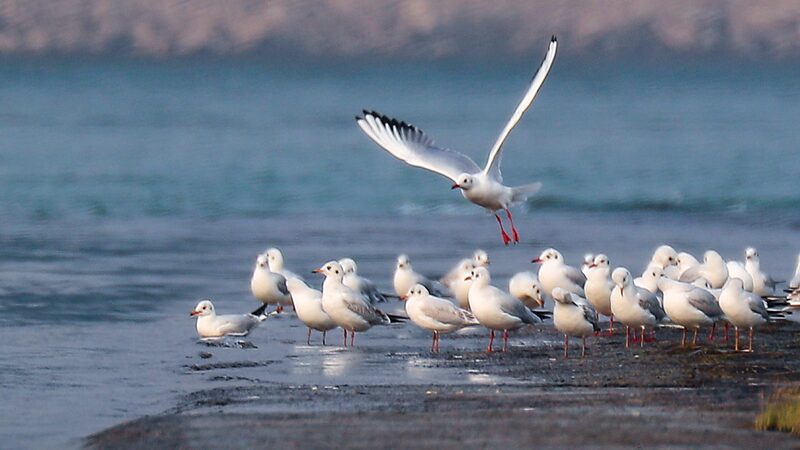 Aves_migratorias_se_reu_nen_en_los_humedales_de_Hebei__pintando_una_obra_maestra_natural video poster