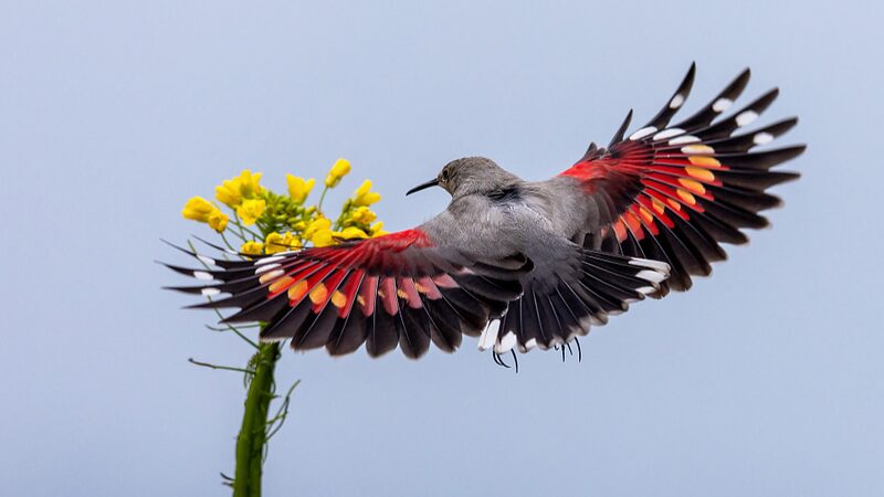 Aves_raras_brillan_en_el_parai_so_nevado_de_la_montan_a_Shenmu_en_Sichuan