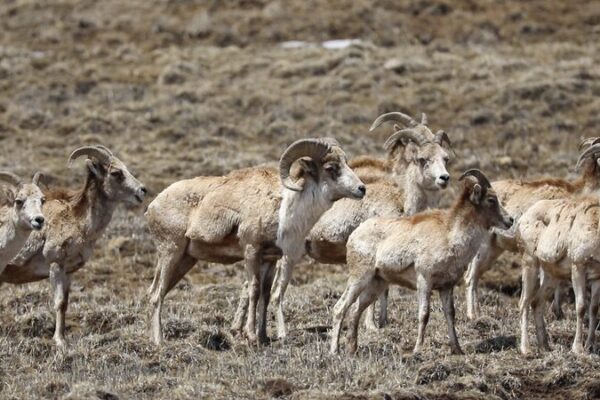 Avistamiento_Raro__Argali_Tibetano_Visto_en_Sichuan_Despue_s_de_An_os____ video poster