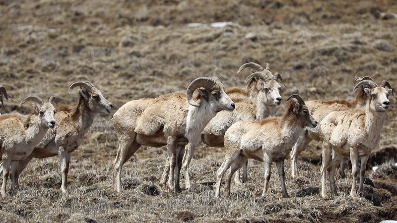 Avistamiento_Raro__Argali_Tibetano_Visto_en_Sichuan_Despue_s_de_An_os____ video poster