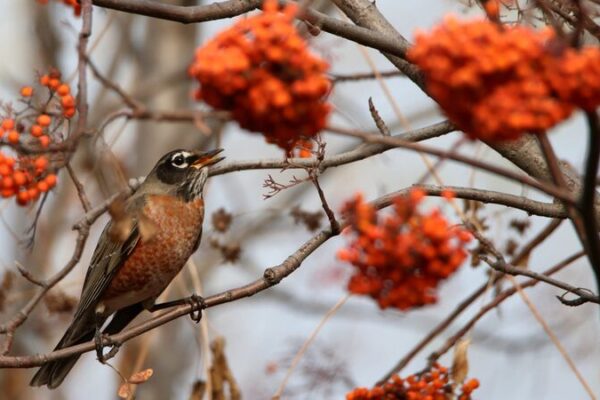 Avistamiento Raro: ¡Zorzal Americano Observado en Harbin! 🐦🌍 Avistamiento_Raro___Zorzal_Americano_Observado_en_Harbin____
