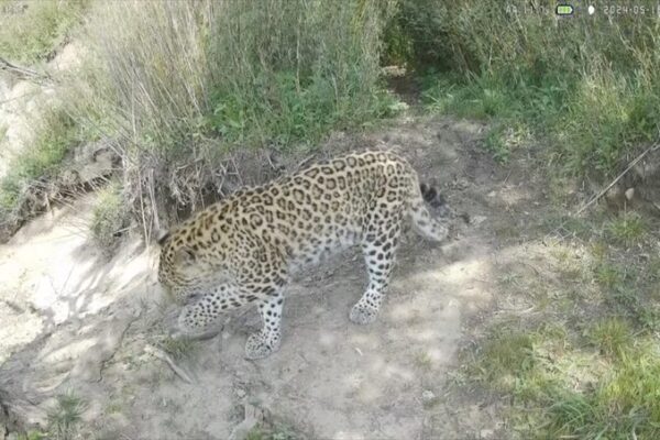 🐆 ¡Avistamiento Triple de Leopardos en la Provincia de Shaanxi, China! ___Avistamiento_Triple_de_Leopardos_en_la_Provincia_de_Shaanxi__China_ video poster