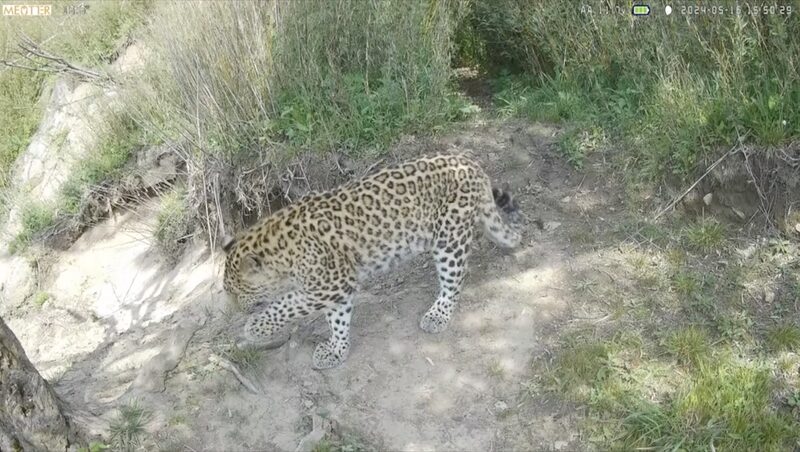 ___Avistamiento_Triple_de_Leopardos_en_la_Provincia_de_Shaanxi__China_ video poster