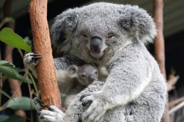 Ayuda_a_Contar_Koalas__Australia_Llama_a_los_Ciudadanos_a_Unirse_a_la_Misio_n__