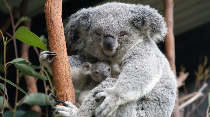 Ayuda_a_Contar_Koalas__Australia_Llama_a_los_Ciudadanos_a_Unirse_a_la_Misio_n__