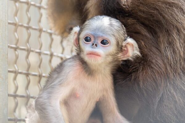 ¡Ayuda a nombrar a la adorable monita recién nacida en la reserva de Fanjingshan en China! _Ayuda_a_nombrar_a_la_adorable_monita_recie_n_nacida_en_la_reserva_de_Fanjingshan_en_China_