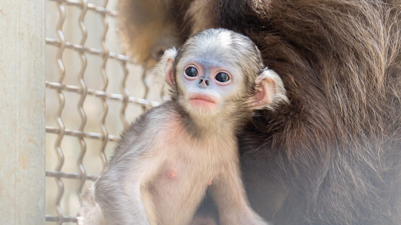 _Ayuda_a_nombrar_a_la_adorable_monita_recie_n_nacida_en_la_reserva_de_Fanjingshan_en_China_