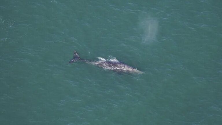 Ballena_nativa_del_Paci_fico_avistada_en_Nueva_Inglaterra_despue_s_de_dos_siglos__