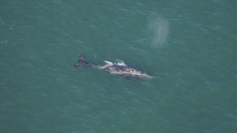 Ballena_nativa_del_Paci_fico_avistada_en_Nueva_Inglaterra_despue_s_de_dos_siglos__