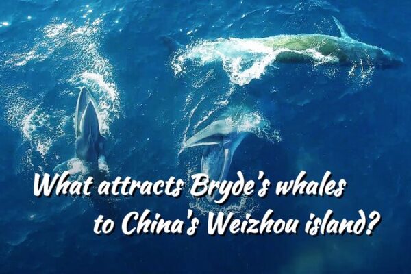 Ballenas_de_Bryde___Por_que__estos_gentiles_gigantes_acuden_a_la_Isla_Weizhou_en_China___ video poster