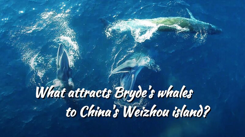 Ballenas_de_Bryde___Por_que__estos_gentiles_gigantes_acuden_a_la_Isla_Weizhou_en_China___ video poster