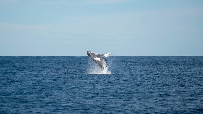 Ballenas_en_Riesgo__Las_A_reas_Marinas_Protegidas_de_Nueva_Zelanda_no_Cumplen