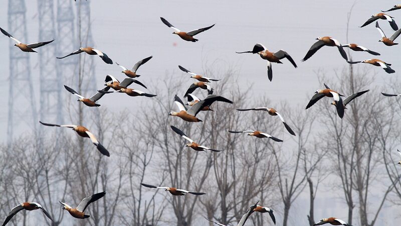 Bandadas_de_aves_migratorias_transforman_los_humedales_de_Hebei_en_un_parai_so_natural video poster