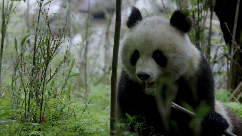 Banquete_Primaveral__Los_Pandas_Gigantes_Comen_Bambu__en_las_Montan_as_Qinling___ video poster