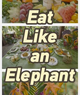 Banquete como un elefante en el Valle de los Elefantes de Xishuangbanna Banquete_como_un_elefante_en_el_Valle_de_los_Elefantes_de_Xishuangbanna video poster