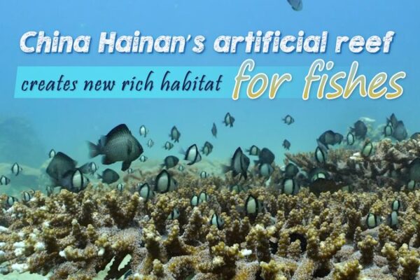 ¡Barcos Hundidos de Hainan: Nuevos Hogares para la Vida Marina! 🌊🐠 _Barcos_Hundidos_de_Hainan__Nuevos_Hogares_para_la_Vida_Marina____ video poster