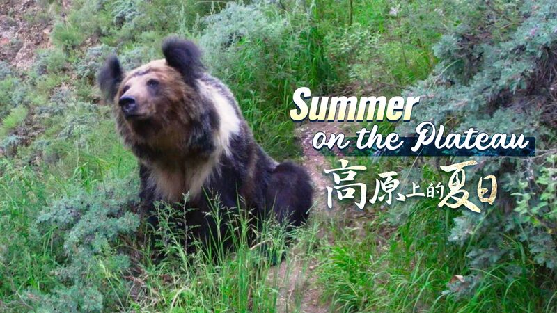 Batalla_en_el_altiplano__osos_azules_tibetanos_y_perros_callejeros__luchan__por_comida video poster