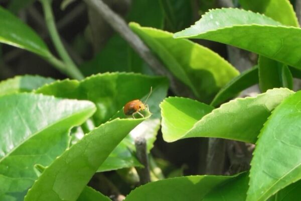 Bebe_y_Rela_jate__Explorando_la_Creciente_Tendencia_del_Turismo_de_Te__en_China