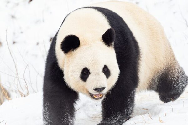 Beijing_inaugurara__base_de_conservacio_n_de_pandas_gigantes_en_2025